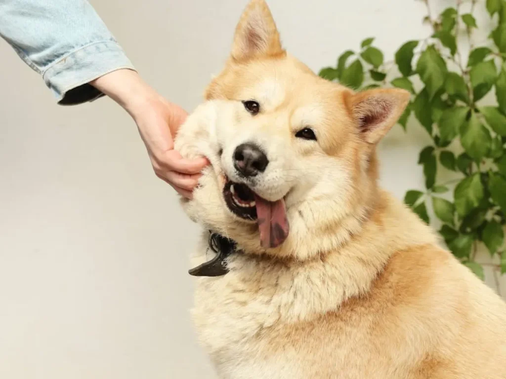 Dog Bite Laws in Pakistan: Who is Liable in 2025?