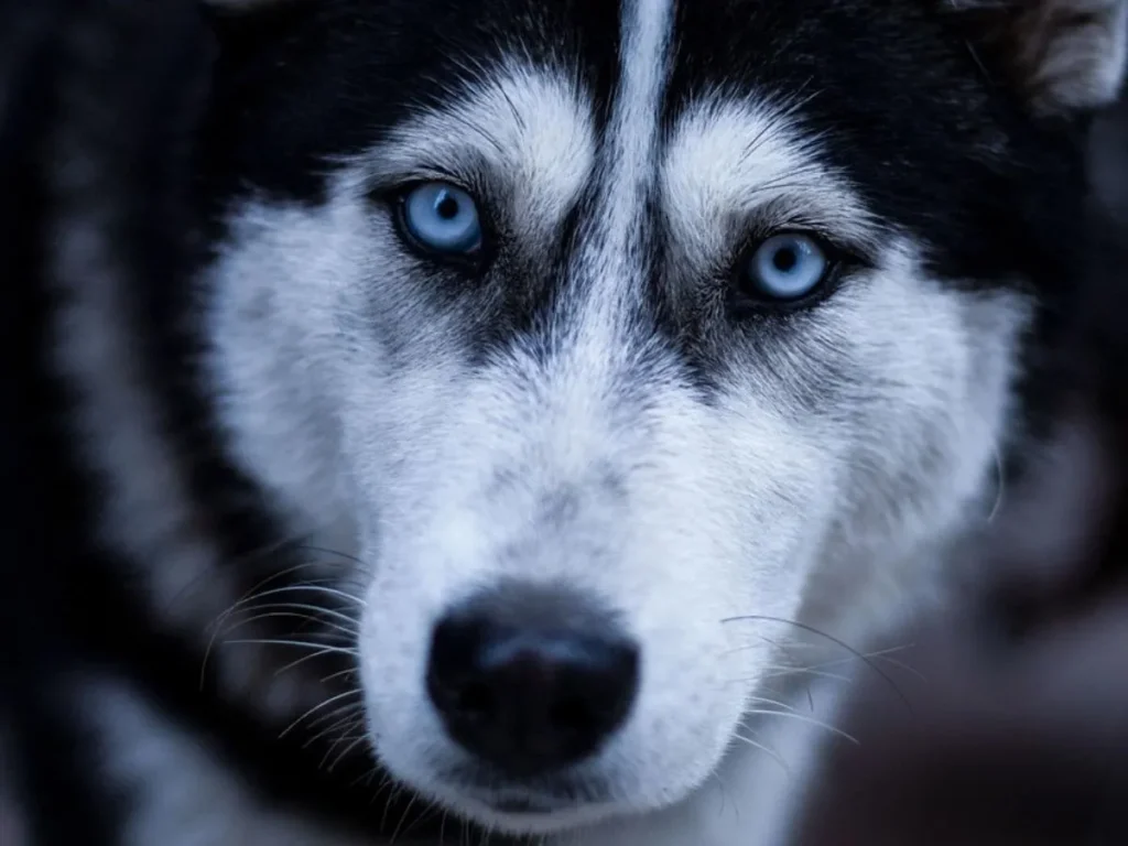 Legal Provisions for Stray Dog Bites: