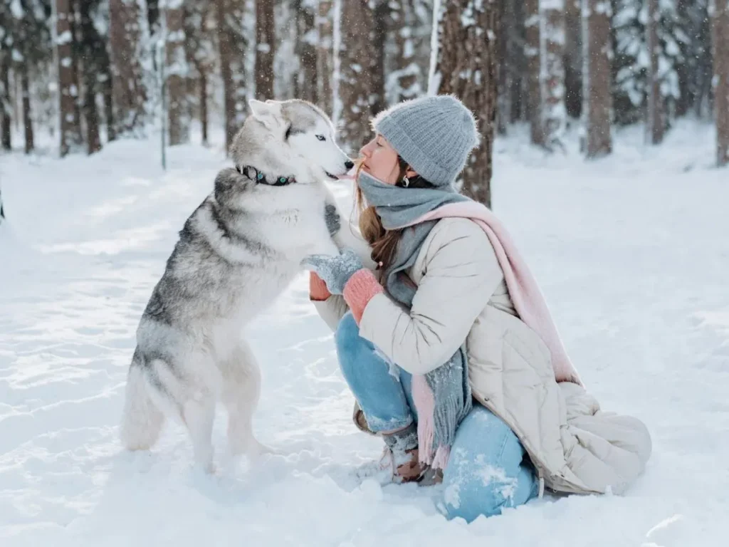 Legal Provisions for Stray Dog Bites: