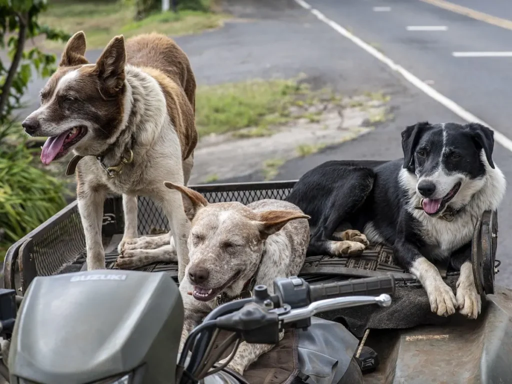 2. Stray Dogs: