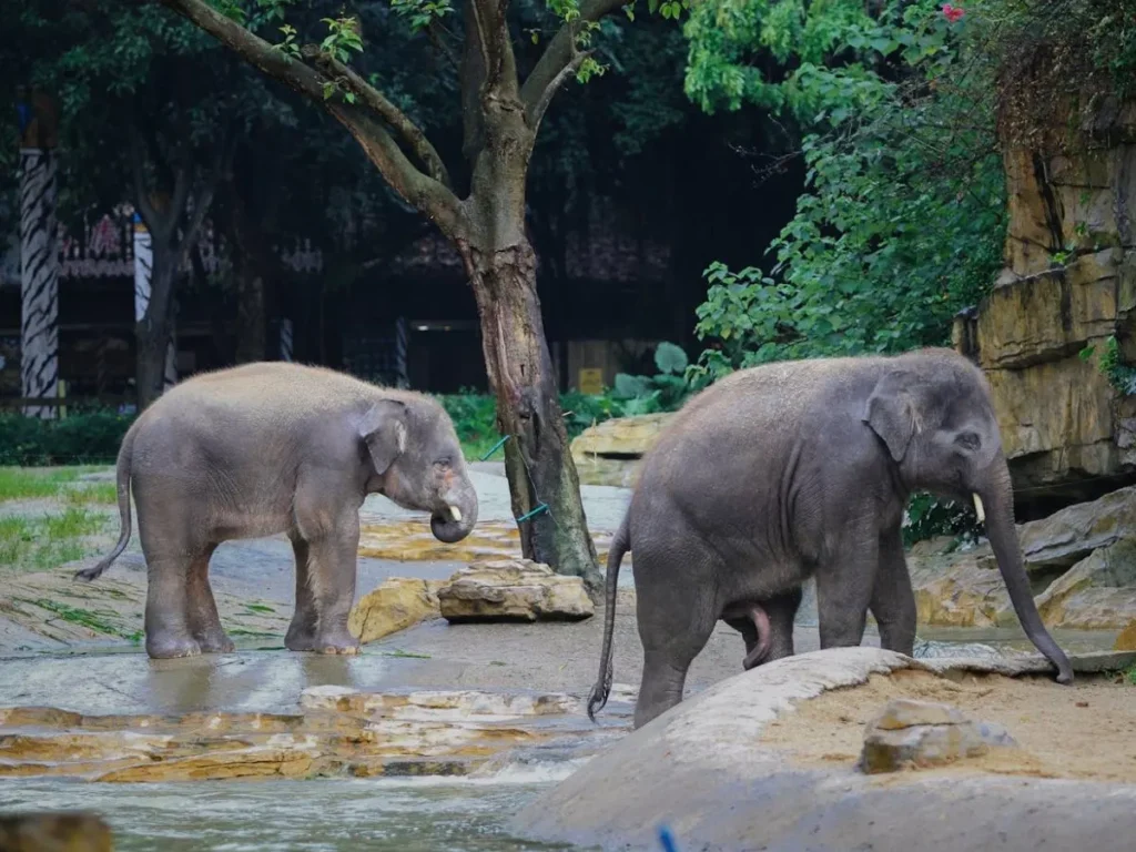 The Case of Happy the Elephant: