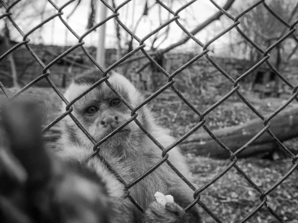International Efforts and Legislation Related to Animal Rights: